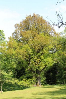 Quercus robur - dub letní - jarní habitus (5)